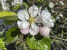 Apfelblüte 230427.jpg