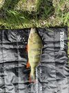 IMG_2421.jpeg
