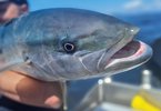 Coromandl Kingfish (4).jpg Coromandl Kingfish (4).jpg