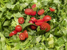 1 Lattich Salat 231018.jpg
