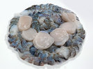 4 Shrimps Coquilles  240406.jpg