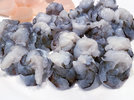 5 Shrimps Coquilles  240406.jpg