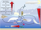 Methylmercury-MeHg-bioaccumulation-and-biomagnification-in-a-typical-Arctic-marine-food.png
