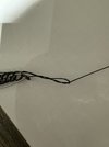 IMG_3861.jpeg