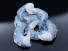 3 Shrimps 240525.jpg