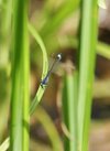 IMG_1952o.JPG
