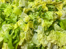 3 Kopfsalat 240529.jpg