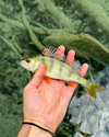 IMG_2334.jpeg