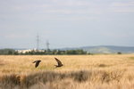 IMG_4747.JPG