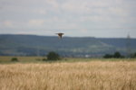 IMG_4365.JPG