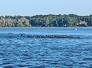 IMG_20240629_070407281.jpg