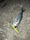 IMG_8185.jpeg