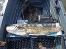 IMG_20240717_103213.jpg