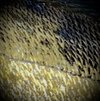 IMG_3627.jpeg