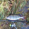 IMG-20240929-WA0016.jpg IMG-20240929-WA0016.jpg