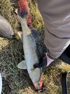 IMG_4189.jpeg