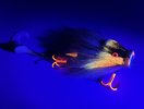 IMG_0037.jpeg