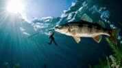 20250305_1618_Perch's Fishing Adventure_simple_compose_01jnke6c90eh6a7csn13rmrp44.gif
