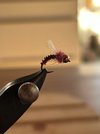IMG_5369.jpeg