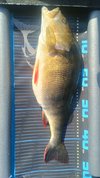 IMG_20250329_200415.jpg