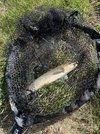 IMG_2078.jpeg