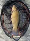 IMG_2498.jpeg