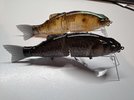 20250409_065714.jpg