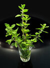 4 Majoran Oregano 250414.jpg