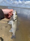 IMG_8947.jpeg
