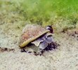 DSC03185a.JPG