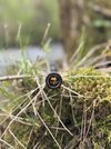 IMG_3046.jpeg