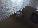 IMG_20250422_185537.jpg