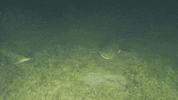 GIF_20250423_154907_854.gif