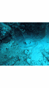 IMG_1541.gif