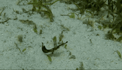IMG_1549.gif