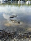 IMG_2449.jpeg