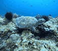 IMG_1553.gif