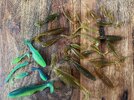 IMG_0394.jpeg