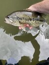 IMG_9511.jpeg