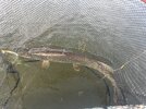 IMG_0145.jpeg