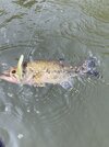 IMG_9553.jpeg