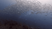 IMG_1563.gif