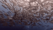 IMG_1562.gif