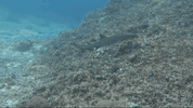 IMG_1561.gif