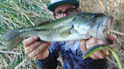 bass-jackall-uma-free-5-2.jpg