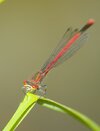 libelle_rot_augen.jpg