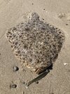IMG_0065.jpeg