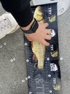 IMG_4311.jpeg