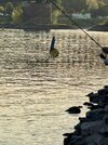 IMG_1235.jpeg