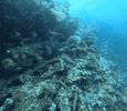 IMG_1572.gif